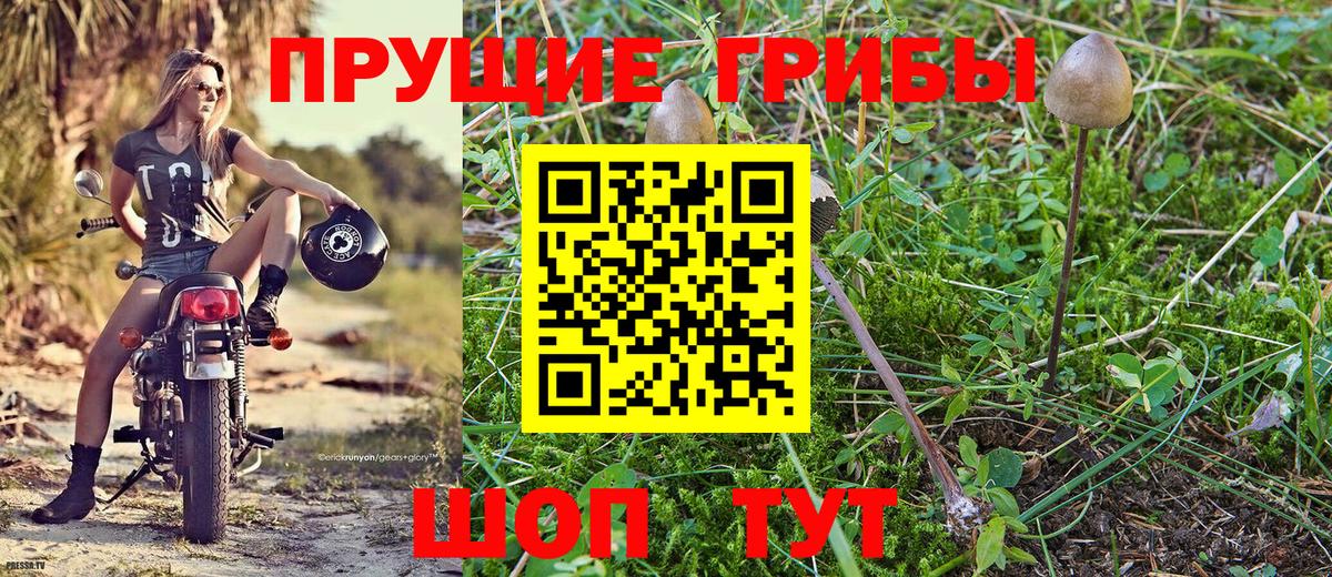 Вязники  Псилоцибиновые грибы GOLDEN TEACHER  Вход с VPN 