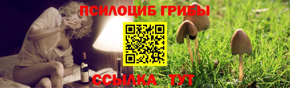 Псилоцибиновые грибы Cubensis Вязники